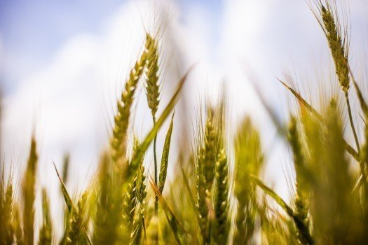 小麦近期田间管理工作指导意见